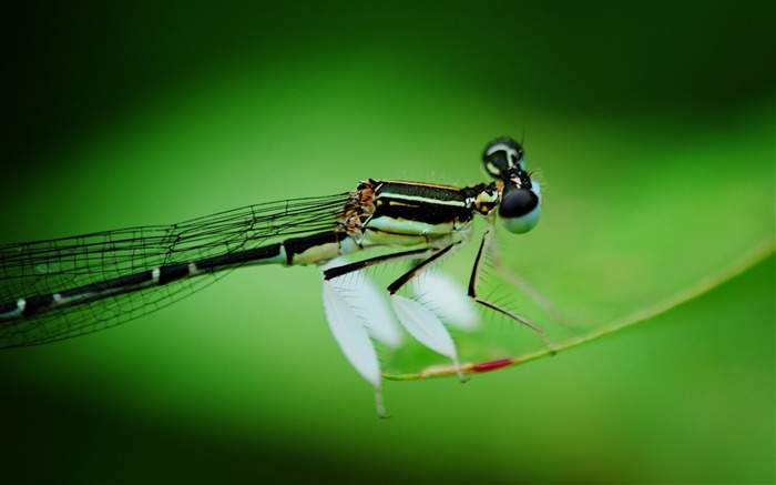 Été brillant Macro Photographie-libellule 02 Vues:11311