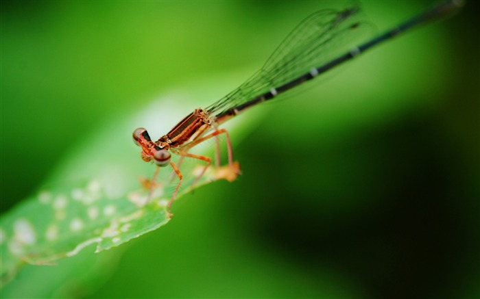 Été brillant Macro Photographie-libellule 03 Vues:10698