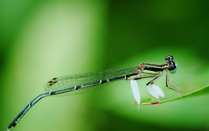 Été brillant Macro Photographie-libellule Vues:12686