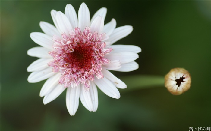 Chrysanthème blanc- Appareils photo Fleurs Photographie Wallpaper Vues:10890