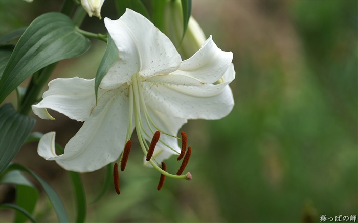 Wild Lily1- Appareils photo Fleurs Photographie Wallpaper Vues:10140