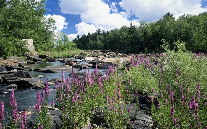 Wisconsin-The Wesleyan roots National Forest wallpaper Views:9480 Date:2011/8/5 9:35:10