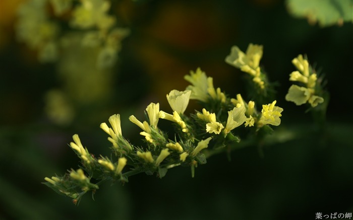 fleurs jaunes- Appareils photo Fleurs Photographie Wallpaper Vues:8391