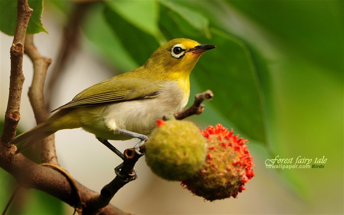 floresta bird-lovely spring bird wallpaper A Visualizações:18749