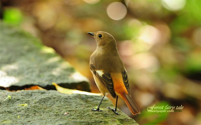 森林の鳥類 - 春かわいい鳥の壁紙 ブラウズ:41771