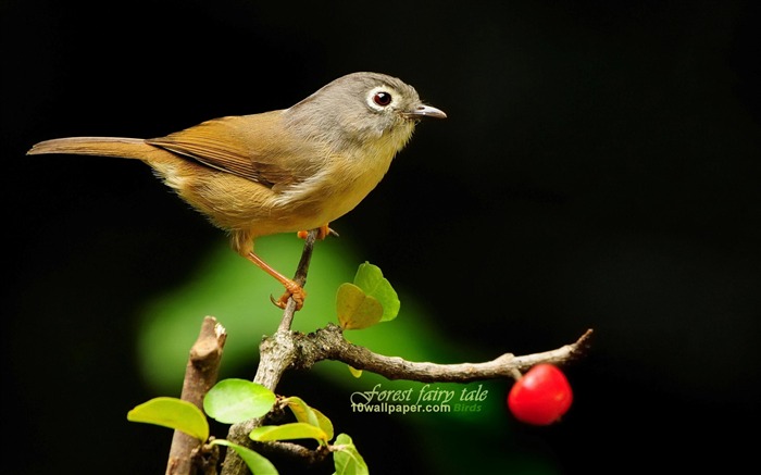 可爱小鸟-绣眼画眉 Gray-cheeked Fulvetta 壁纸 浏览:24899