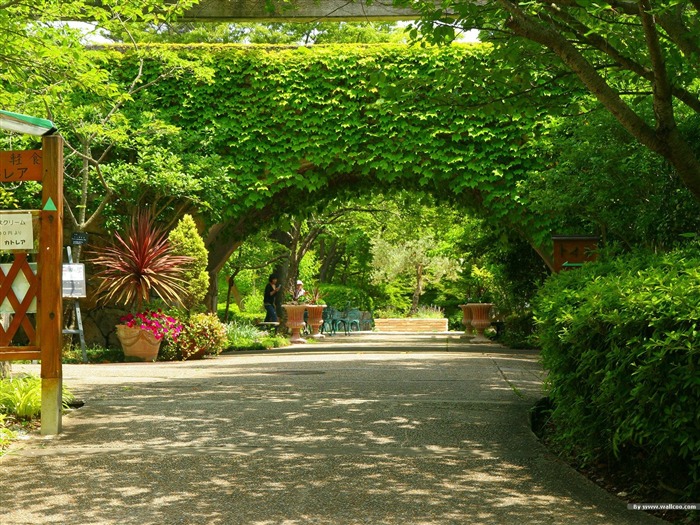 Arcos cobertos com folhas verdes - Papel de parede japonês da paisagem da arte do jardim Visualizações:25252