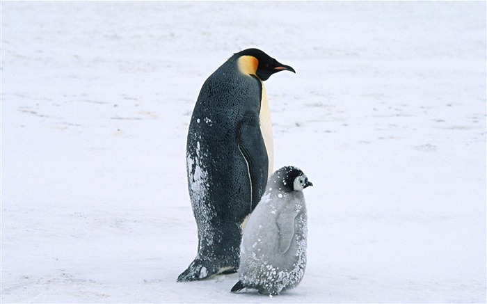 Fondo de pantalla de la serie mundial Ártico Penguin-Animal Vistas:14821