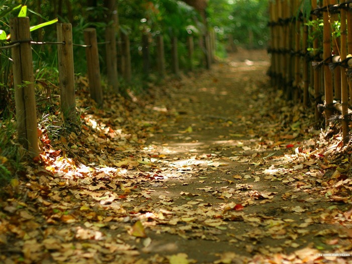 Autumn Park Trail - papel de parede japonês da paisagem da arte do jardim Visualizações:13052