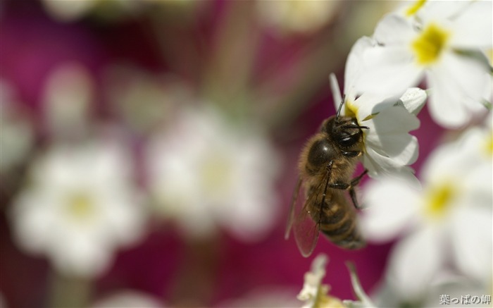 Bee honey- HD Flowers Photography Views:9525 Date:2011/9/12 4:27:26