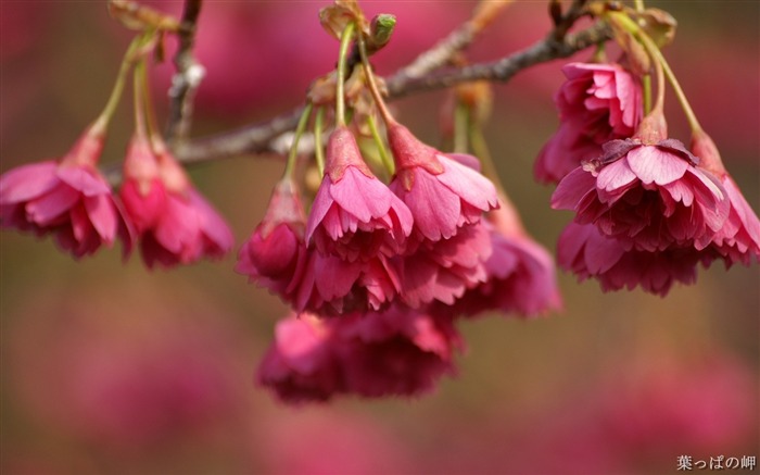 Blooming flowers- HD Flowers Photography Views:8593 Date:2011/9/12 4:24:10