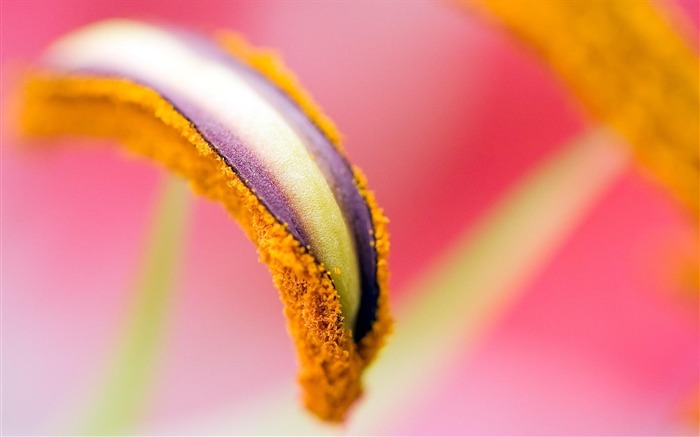 Bud macrophotographie- fleur d'écran Vues:9333