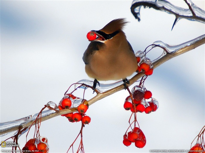 Fondo de pantalla de Cedar Waxwing- National Geographic seleccionado Vistas:10354