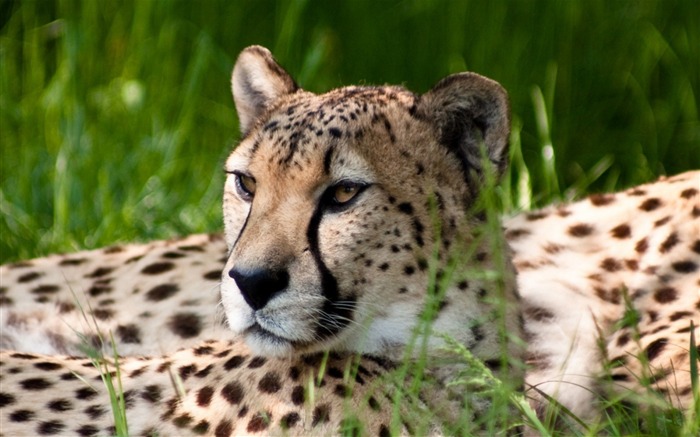 Cheetah Dual Monitor-Animal World Series Wallpaper Views:10020 Date:2011/9/20 5:14:52