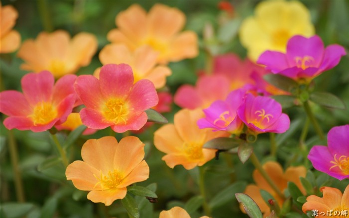 Contests- HD Flowers Photography Views:10413 Date:2011/9/12 5:08:16