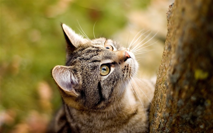 Curious Cat-Animal World Series Wallpaper Views:11287 Date:2011/9/20 5:16:01