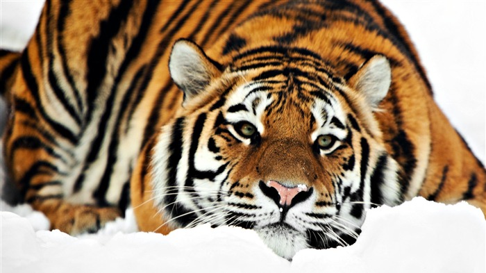 Cute tiger-Animal World Series Wallpaper Views:25432 Date:2011/9/20 5:35:36