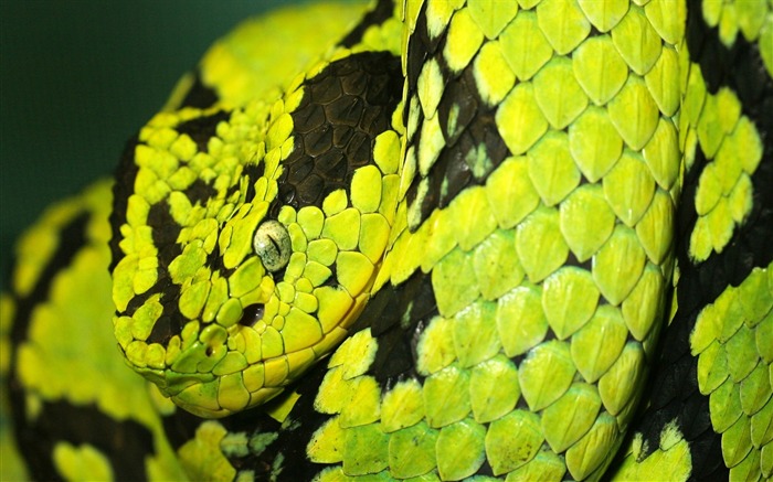 Deadly Snake-Animal World Series Wallpaper Views:14235 Date:2011/9/20 5:16:55