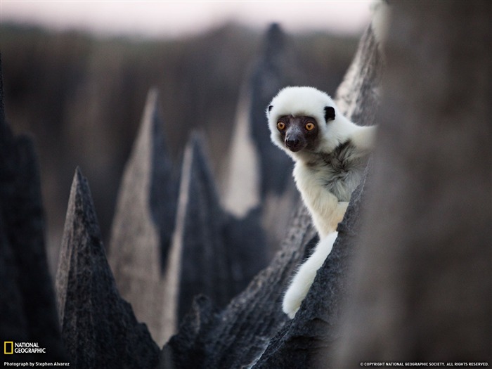 Decken Sifaka Madagascar- National Geographic papier peint sélectionné Vues:13219