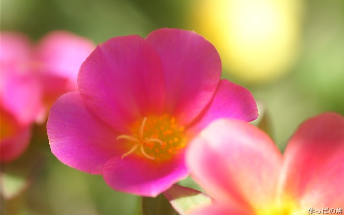 Dreamy pink flowers- HD Flowers Photography Views:9842 Date:2011/9/12 5:07:10