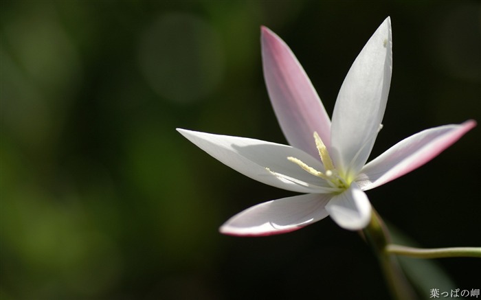 Elegant white flowers- HD Flowers Photography Views:9445 Date:2011/9/12 4:36:13