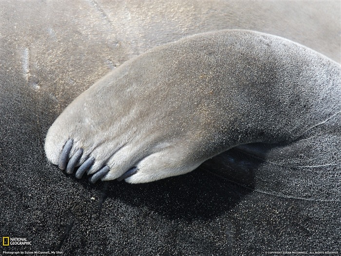 Elephant Seal Flipper- Fondo de pantalla de National Geographic seleccionado Vistas:10798