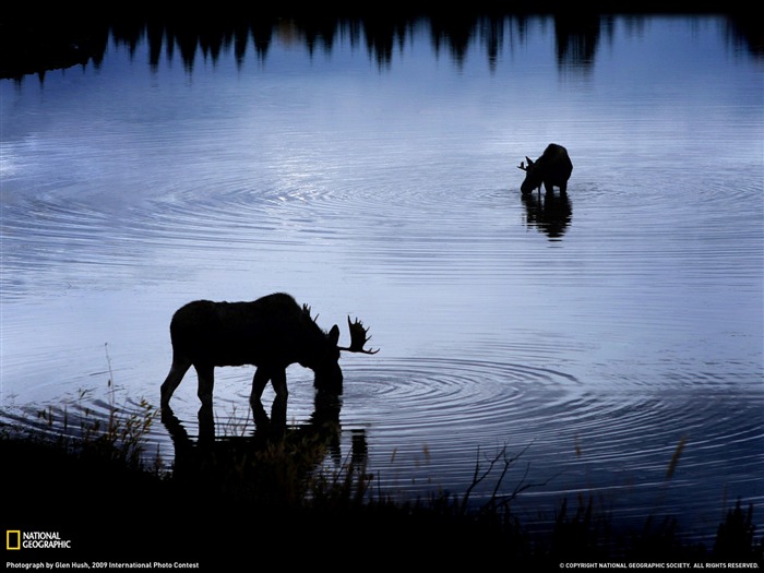 Elk en el río Snake- Fondo de pantalla de National Geographic seleccionado Vistas:13297