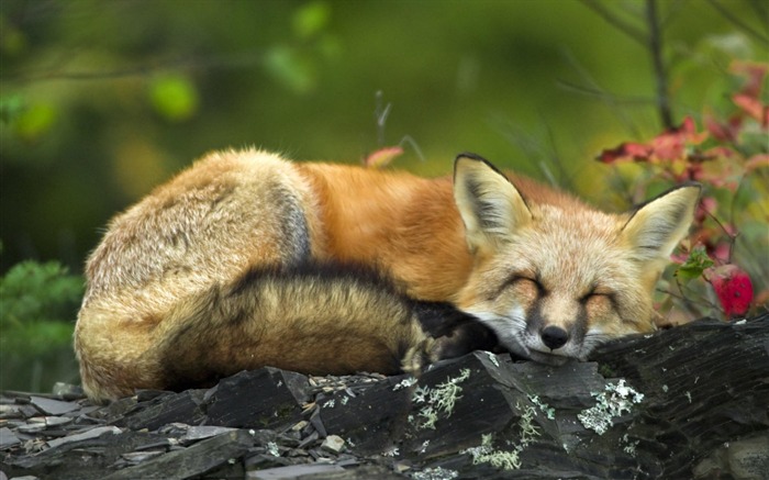 Firefox Sleep-Animal World Series Wallpaper Visualizações:16046