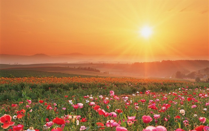 Flower Field-Summer romance Feelings Views:17587 Date:2011/9/8 6:40:28