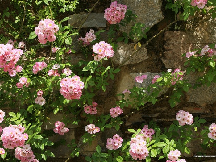 Flores na parede - Papel de parede japonês da paisagem da arte do jardim Visualizações:9450