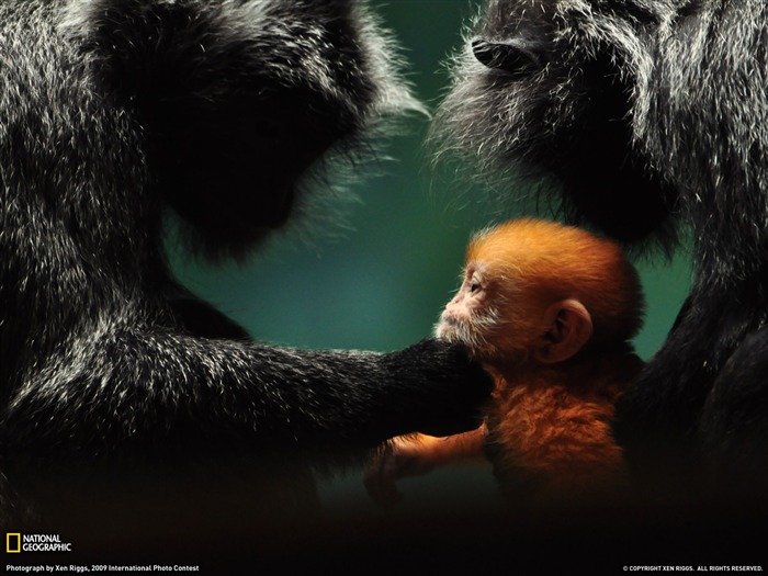 Cachorros de Gibbon- Fondo de pantalla de National Geographic seleccionado Vistas:10679