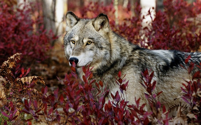 Gray wolf-Animal World Series Wallpaper Views:29426 Date:2011/9/20 5:20:42