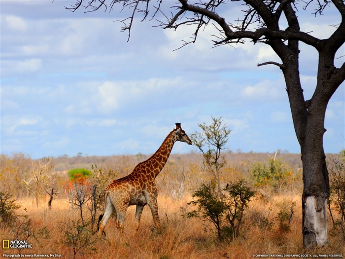 Girafes pâturage- National Geographic papier peint sélectionné Vues:9907