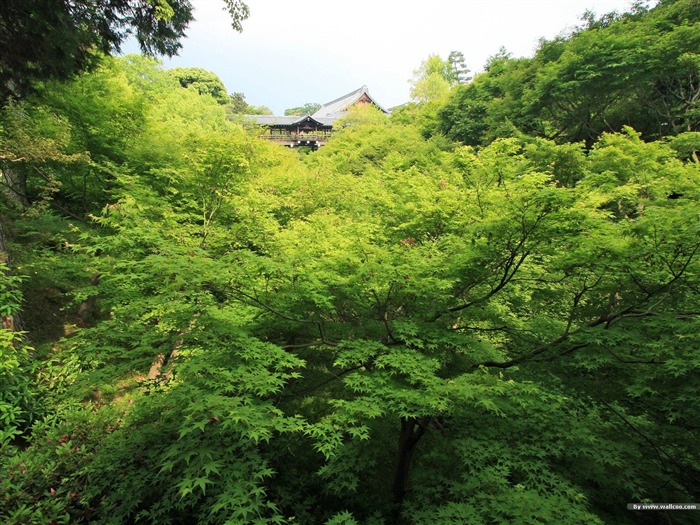 Green Park views- Japanese garden art landscape fondo de pantalla Vistas:9883