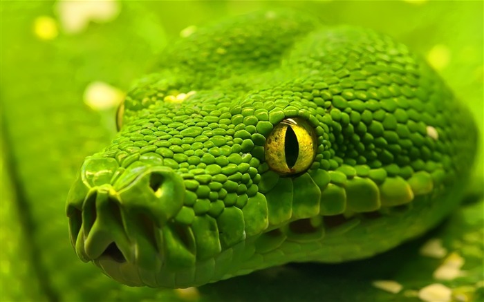 Green Snake-Animal World Series Wallpaper Views:21956 Date:2011/9/17 9:29:15