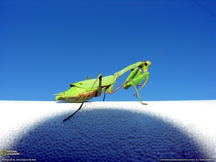 vert mantis- National Geographic papier peint sélectionné Vues:10224