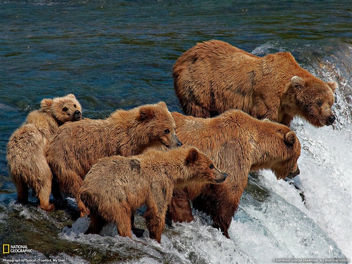 Grizzly saumons proies- National Geographic papier peint sélectionné Vues:13012