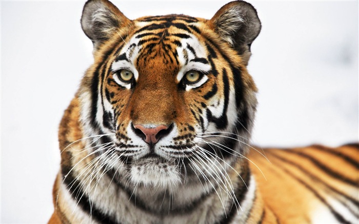 HD Siberian tiger-Animal World Series Wallpaper Views:33002 Date:2011/9/20 5:32:25