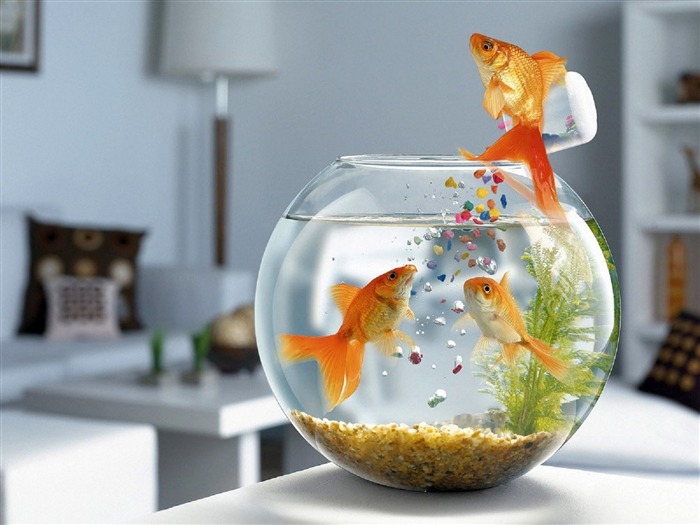 Jumping fish tank-Animal World Series Wallpaper Views:15337 Date:2011/9/20 5:19:34