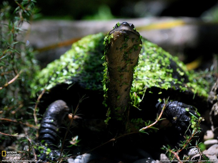 Hojas de sub-tortuga- Fondos de National Geographic seleccionados Vistas:9681