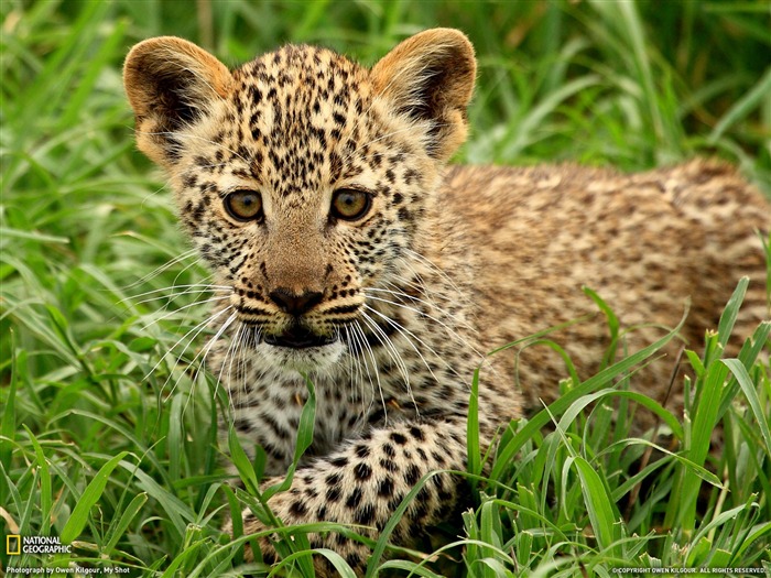 Leopard Cub Tanzania- fondo de pantalla de National Geographic seleccionado Vistas:12894