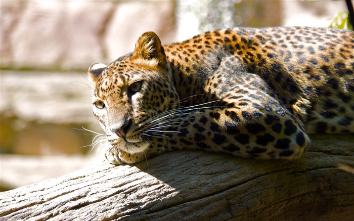 Leopard territory-Animal World Series Wallpaper Views:12063 Date:2011/9/20 5:23:43