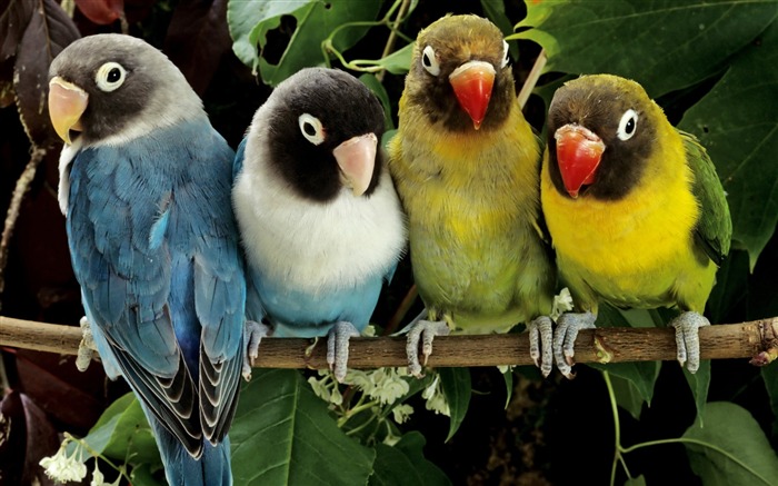 Love birds-Animal World Series Wallpaper Views:16659 Date:2011/9/20 5:24:37