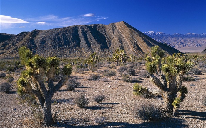 Nevada-Joshua Tree Wallpaper Views:9915 Date:2011/9/3 7:46:24