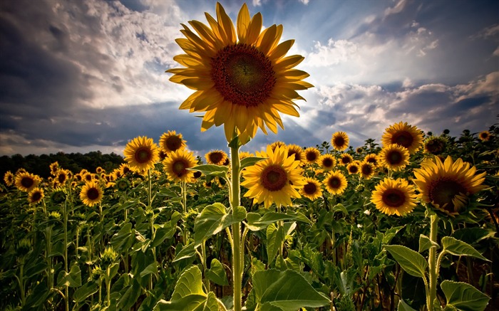 Night of sunflower-September flowers wallpaper Views:15154 Date:2011/9/2 6:33:36