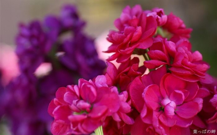 Noble purple flowers- HD Flowers Photography Views:9889 Date:2011/9/12 4:30:25