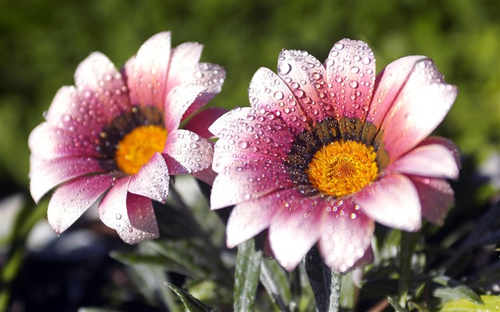 One pair of purple daisy-September flowers wallpaper Views:12393 Date:2011/9/2 6:36:47