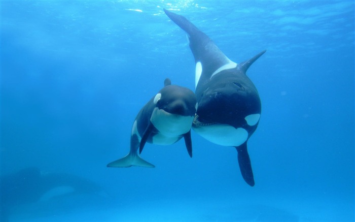 Orca Killer Whale Under Sea-Animal World Series Wallpaper Views:55468 Date:2011/9/20 5:27:08