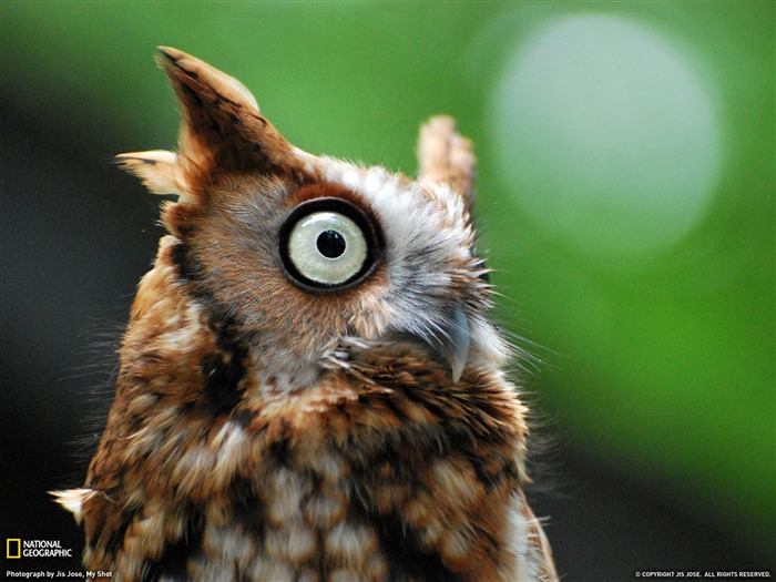 Fondo de pantalla de Owl North Carolina- National Geographic seleccionado Vistas:16316