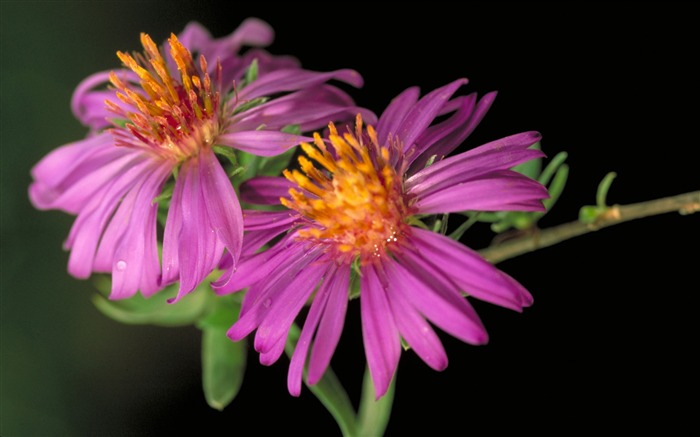 Pair of pink daisy-Summer romance Feelings Views:11286 Date:2011/9/8 6:49:51